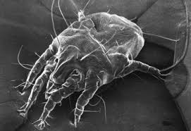 Image result for what do otodectes cynotis look like in dog fur