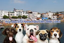 avsa adasi evcil hayvan kabul eden oteller avsa adasi tatil rehberi