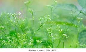 Image result for Apium leptophyllum