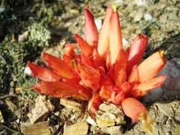 Image result for Hydnoraceae