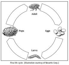Professional use only strength fumigation. Controlling Fleas How Do You Get Rid Of Fleas In Your Home