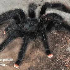 Tarantulas, scorpions and insects potentially sting and/or bite and can be dangerous; Fear Not Tarantulas Pet Tarantula Tarantula Tarantulas For Sale