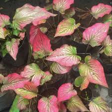 Gambar wayang yudhistira , berbagai bentuk. Bunda Ini 15 Tanaman Hias Kekinian Janda Bolong Ke Keladi Halaman 2