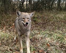 We did not find results for: Arkansas Game And Fish Commission Say To Watch Out For Coyotes During Winter Months