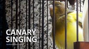 Bird Sounds Birds Singing Listen Canary Singing In Binaural Sounds Canary Singing Canary Birds Animal Sounds