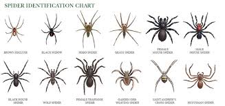 Wolf Spider Identification Chart Click Here To See A