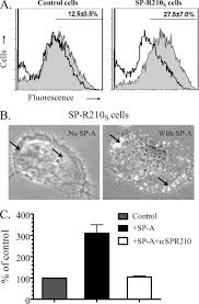 Pengendali negara tan cheng hoe dambakan pentas piala asia 2023 sebagai mimpi yang mampu jadi kenyataan selepas. Surfactant Protein A Sp A Mediated Clearance Of Staphylococcus Aureus Involves Binding Of Sp A To The Staphylococcal Adhesin Eap And The Macrophage Receptors Sp A Receptor 210 And Scavenger Receptor Class A Journal Of