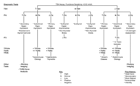 Flow Chart Of Diagnostic Tests To Evaluate Thyroid Function Download Scientific Diagram