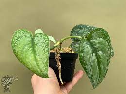 Splash tanaman hias scindapsus pictus silver scindapsus siver. Scindapsus Pictus Silver Splash 59 90