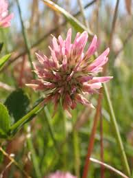 Image result for Trifolium isthmocarpum
