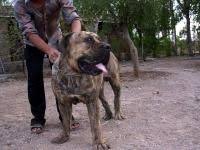 Black boerboel puppies for sale in south africa. South African Boerboel Puppies For Sale Himmat Singh 1 11129 Dogs For Sale Price Of Puppies Dogspot In