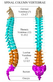 We did not find results for: The Backbone Of Movement Spinal Health Chiroyogaflow