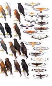 North America Bird Identification Guide Bing Images Bird