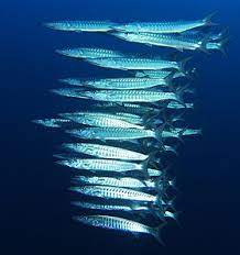 In biology, any group of fish that stay together for social reasons are shoaling, and if the group is swimming in the same direction in a coordinated manner, they are schooling. Shoaling And Schooling Wikipedia