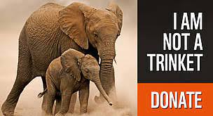 What was ivory used for? Threats To African Elephants Wwf