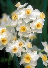 Grand Primo Daffodil 1780 Oldhousegardens Com Daffodil Bulbs Spring Flowering Bulbs Daffodils