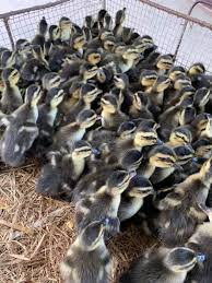 Vịt (duck) +‎ xiêm (siamese). Chuyen Cung Cáº¥p Ga Giá»'ng Vá»‹t Xiem Giá»'ng Ban Vá»‹t Xiem Giá»'ng Táº¡i Binh Ä'á»‹nh Chuáº©n Khá»e Máº¡nh