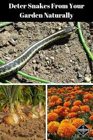 How to get a garden snake out of your garage. How To Keep Snakes Out Of Your Garden Gardening Channel