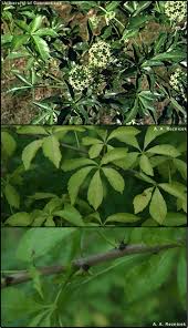 Image result for Araliaceae