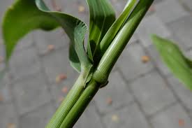 Image result for Urochloa deflexa