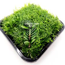 Image result for Elatostema monticola