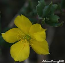 Image result for Talinum tenuissimum