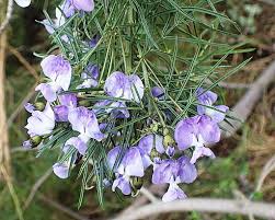 Image result for Psoralea arborea