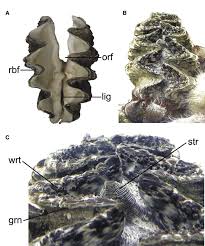 Image result for Tridactyle virginea