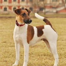 Fox terrier (wire) — foxterrier foxterrier (glatthaar) … deutsch wikipedia. Glatthaar Foxterrier Geschichte Und Charakter Passion Hund