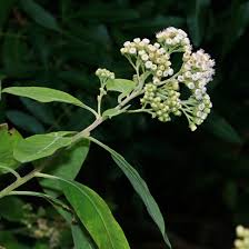 Image result for Pluchea