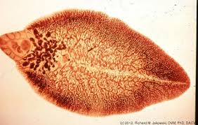 Pin On Microscopic