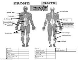 Bend both knees, lowering your body and back knee toward the floor, while pressing the medicine ball forward in line with your shoulders (straightening but after you finish a set, almost every muscle in your body is fatigued. the snatch grip deadlift strengthens all of the muscles in the posterior chain. Muscles Interactive Worksheet