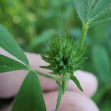 Image result for Trifolium squarrosum