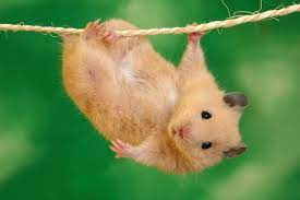 Maybe you would like to learn more about one of these? Hintergrundbild Funny Hamster Opera Add Ons