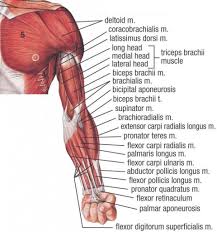 In these diagrams, the brachioradialis muscle is indicated. Diagram Of Muscles Of The Arm Koibana Info Human Muscle Anatomy Muscle Anatomy Muscle Diagram