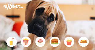 165 Best Food Names For Dogs And The Foodies Who Love Them The Dog People By Rover Com