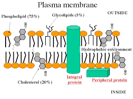 Pin On Biochemistry Notes