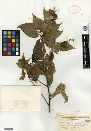 Image result for Acalypha caperonioides