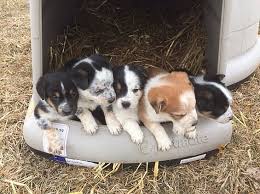 This content is likely not relevant anymore. 65 Pets Ideas Pets Pet Dogs Puppies Puppies