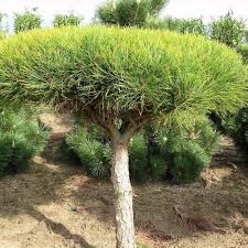 Image result for Hunteria densiflora