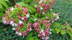Image result for Combretum mkuzense