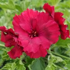 Image result for Geranium vagans