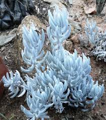 Image result for Caputia