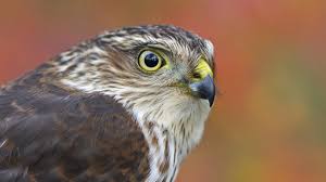 Many folks go so far as to say the best pizza ever, and when people come home to visit friends and family in napoleon, ohio, hawks pizza is a must on their list of where to eat. You Could See Thousands Of Hawks In One Day Cool Green Science