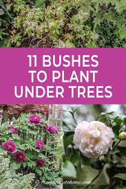 This List Of Shrubs Is Perfect For My Shade Garden I Wasn T Sure How To Fill In The Garden Bed And Now I H In 2020 Shade Loving Shrubs Plants Under