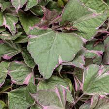 Image result for Ipomoea barteri