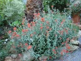 Image result for Dicliptera capitata