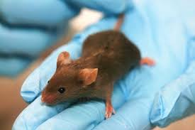 More Good News Another Alternative To Animal Testing Revealed Animals Of Mice And Men Animal Study
