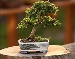 Image result for rosemary bonsai