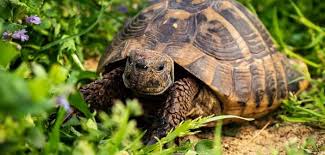 Check spelling or type a new query. Que Comen Las Tortugas Terrestres En Cautividad Ateuves Para El Auxiliar Veterinario